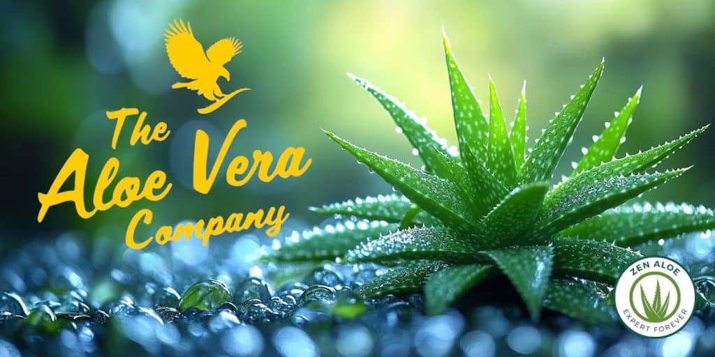 jeune pousse d'aloe vera qui sort du sol