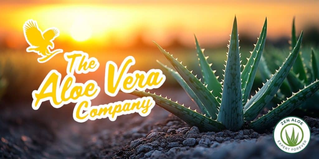 plant d'aloe vera dans un champs