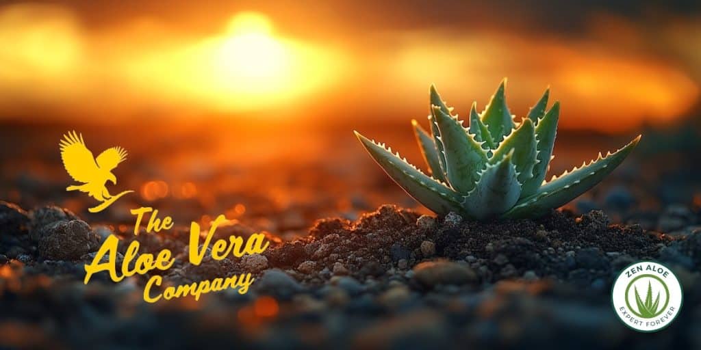 plant d'aloe vera pleine terre qui vient de sortir